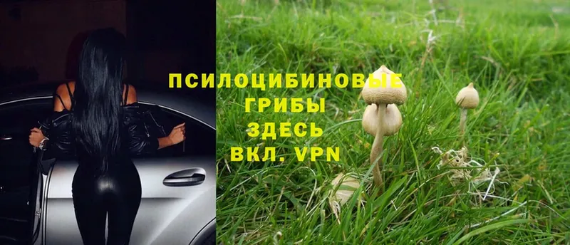 сколько стоит  Шагонар  Псилоцибиновые грибы Psilocybine cubensis 